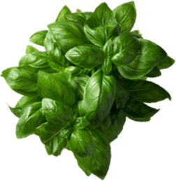 Basilic frais